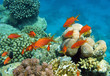 Red coral perch Red coral perch