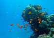 Tropical fish Tropical fish