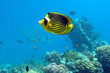 Diagonal Butterfly fish Diagonal Butterfly fish