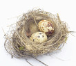 Nest in which two eggs of female quail on white background