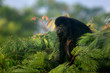 howler monkey