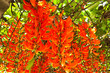 Newguinea Creeper,Tropical Flower,Thailand.