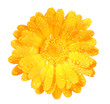 One orange flower of calendula with dew
