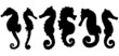 Seepferdchen
