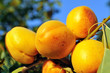 apricot branch