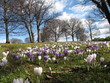crocus