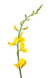 spanish broom flowers spanish broom flowers