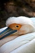 Pelican au zoo de la plamyre en charente