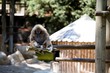 singe à la plamyre