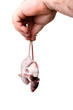 Photo: Two little rats kept in hand by their tails Two little rats kept in hand by their tails
