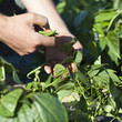Photo: cueillir ses haricots verts cueillir ses haricots verts