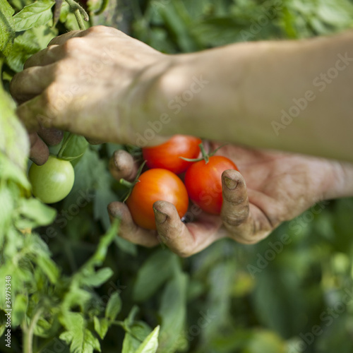 Photo: mains récoltant des tomates bio mains récoltant des tomates bio