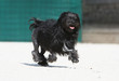 petit chien lion en course