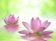 蓮の花