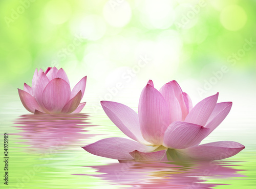 Photo: 蓮の花 蓮の花