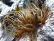 Photo: Clownfish Clownfish