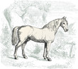 Cheval