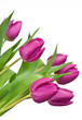 purple tulips on a white background purple tulips on a white background