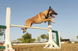 berger belge malinois et agiilty
