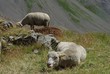 Moutons