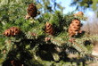 sapin douglas