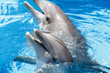 Foto: Smile from a dolphin Smile from a dolphin
