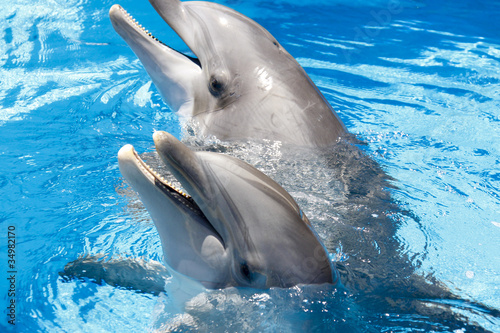 Foto: Smile from a dolphin Smile from a dolphin