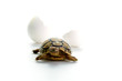 Little tortoise