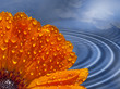 Foto: Ringelblume Ringelblume