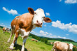 Brown Cow in Austrian Landscape Brown Cow in Austrian Landscape