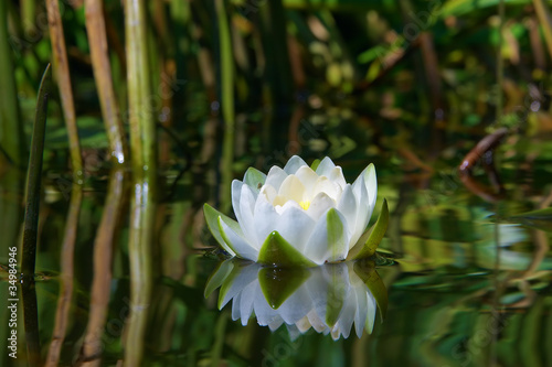Photo: Waterlily on the river Waterlily on the river