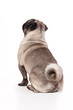 Sitzender Mops von hinten