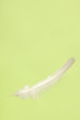 Falling White Feather Falling White Feather