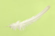 Falling White Feather Falling White Feather