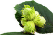 green hazelnuts green hazelnuts