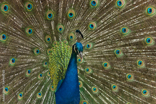 Photo: Pfau Pfau