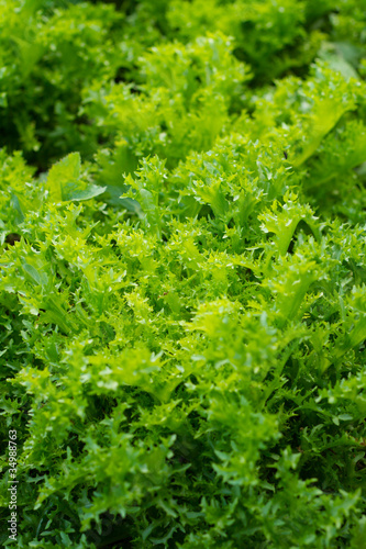 Photo: Salade dans le potager Salade dans le potager