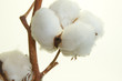 Foto: baumwolle baumwolle