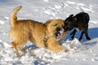 fighting dogs
