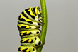 Caterpillar