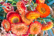 immortelles, Helichrysum bracteatum
