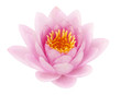 Pink lotus