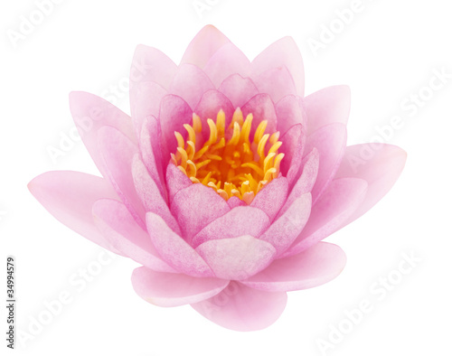 Photo: Pink lotus Pink lotus