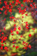 autumn maple leaves