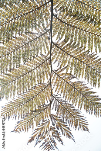 Photo: tropical ferns tropical ferns