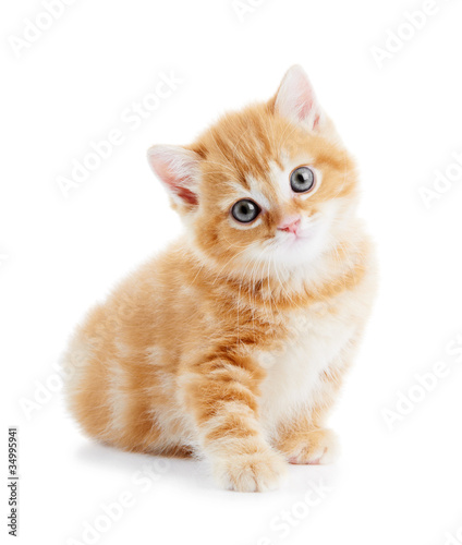 Photo: British Shorthair kitten cat isolated British Shorthair kitten cat isolated