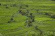 Rice terraces in Bhutan.