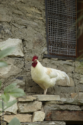 Photo: Rooster stand on rock. Rooster stand on rock.