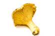 girolle sur fond blanc