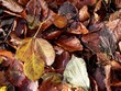 Atumn leafs